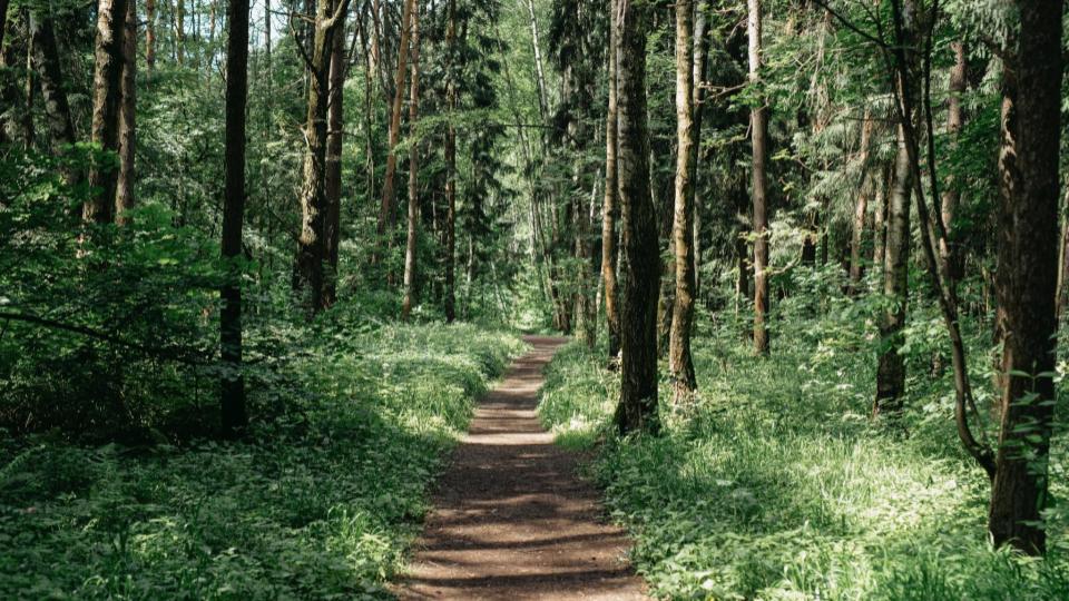 La Xunta mantiene su apuesta por la prevención de riesgos laborales en el ámbito forestal con una nueva actividad basada en la técnica de la gamificación